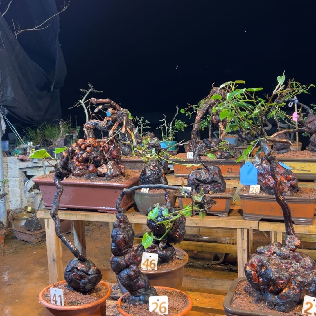 【闪购商品】完全开放野*