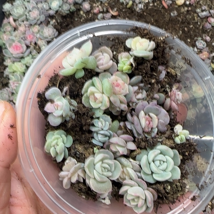 89 号王者系列产品多肉一盒