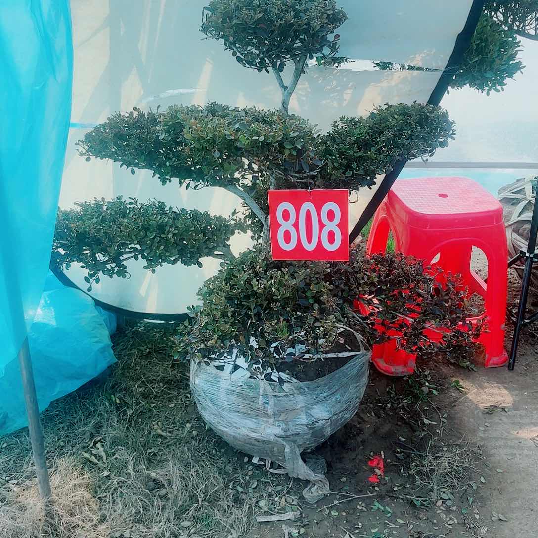 无花朵T*黄杨造型树12333