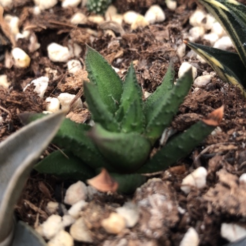 松塔硬叶多肉植物