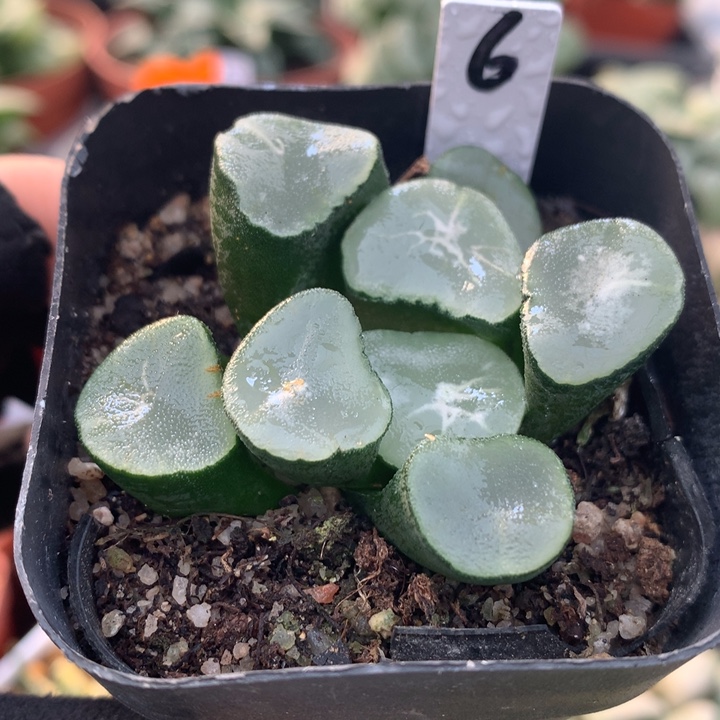 望乡万象，带盆发货