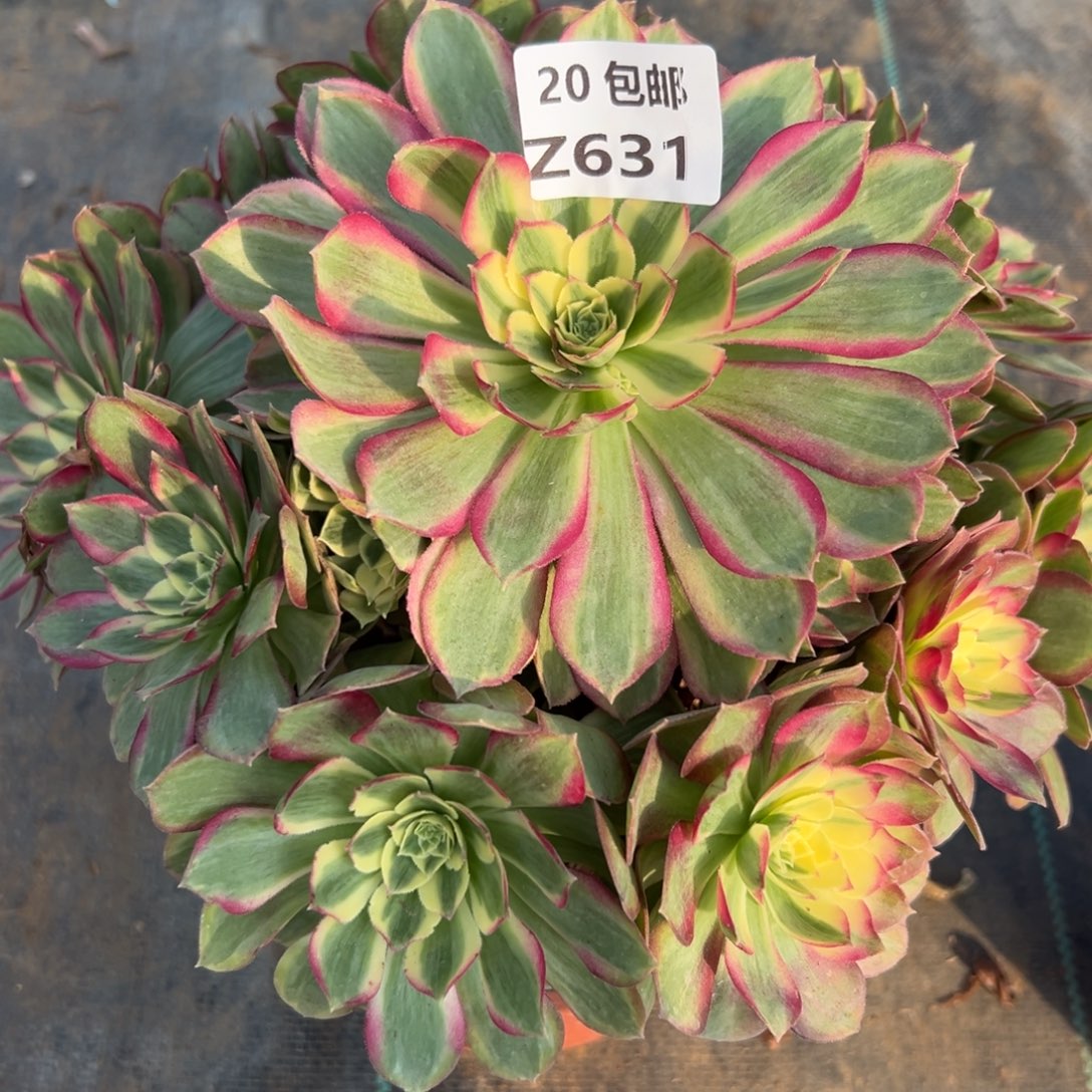 631粉体海王，满20包邮嘟叮熊