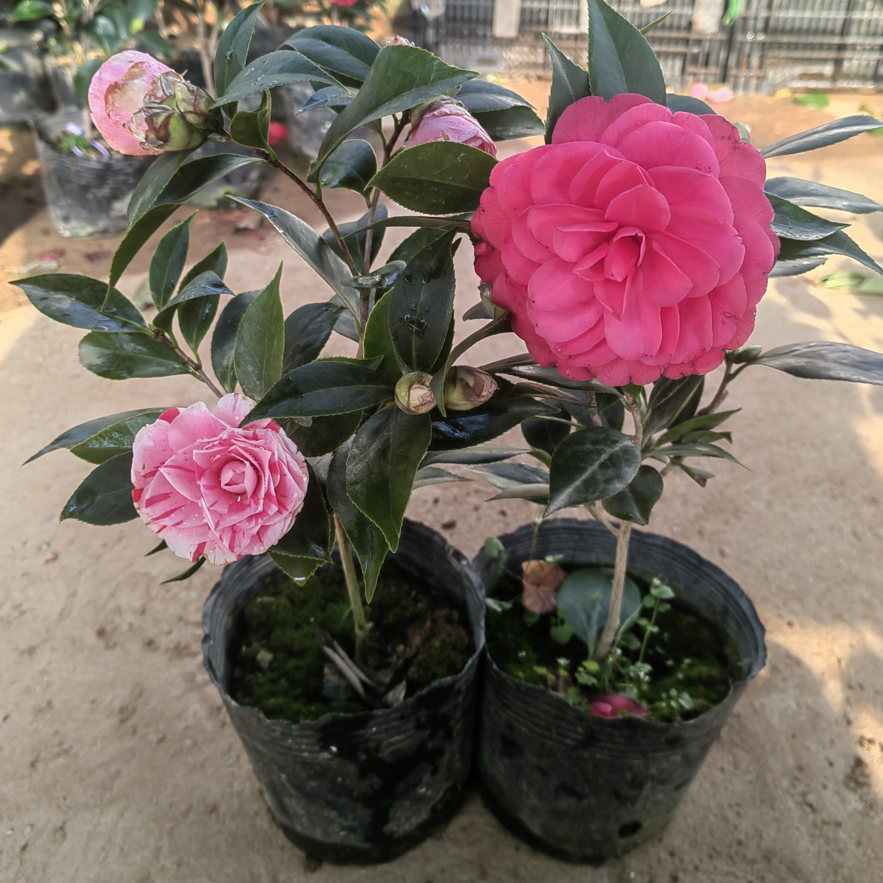 【2棵24.8】五色赤丹和红赤丹三年苗带露色花苞阳台花卉耐寒植物