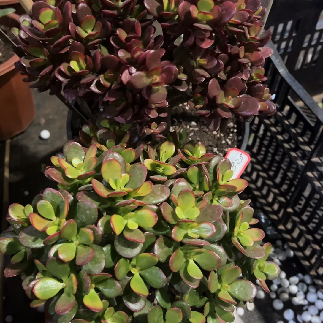 I***y糖果两盆带土球发货送白锦枝条6826