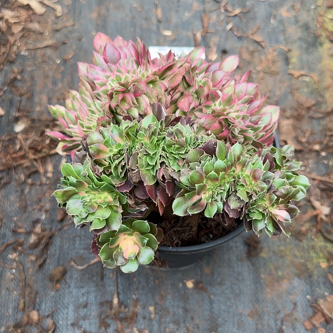 240多肉 荔枝 加香妃缀