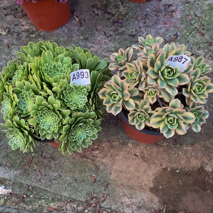 翡翠冰星爆多肉987.993