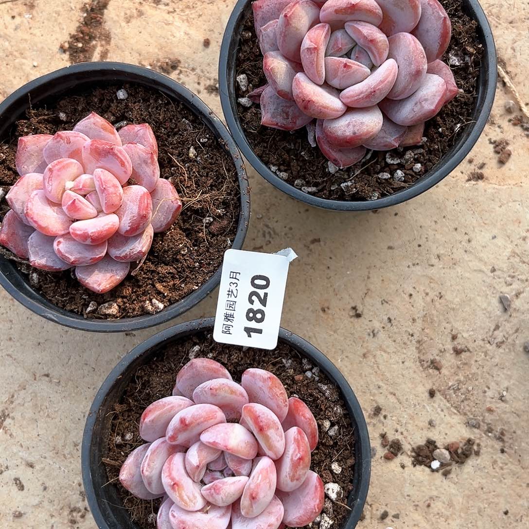 阿雅园艺。    1820