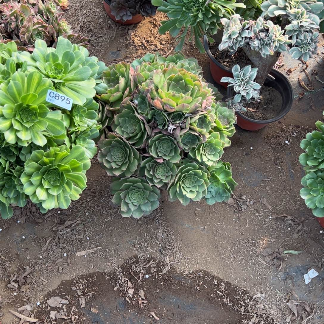 895两颗组合多肉植物法师