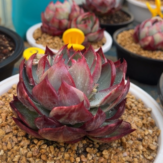 2惊鸿仙子 夏鸣园艺