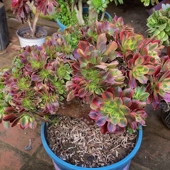 红樱桃缀化多肉1颗