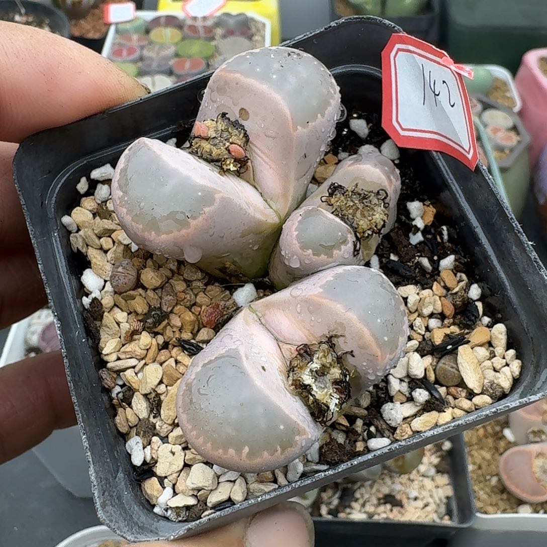 142多肉哈哈哈哈哈哈哈