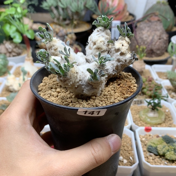 刨花厚敦菊母本带盆141