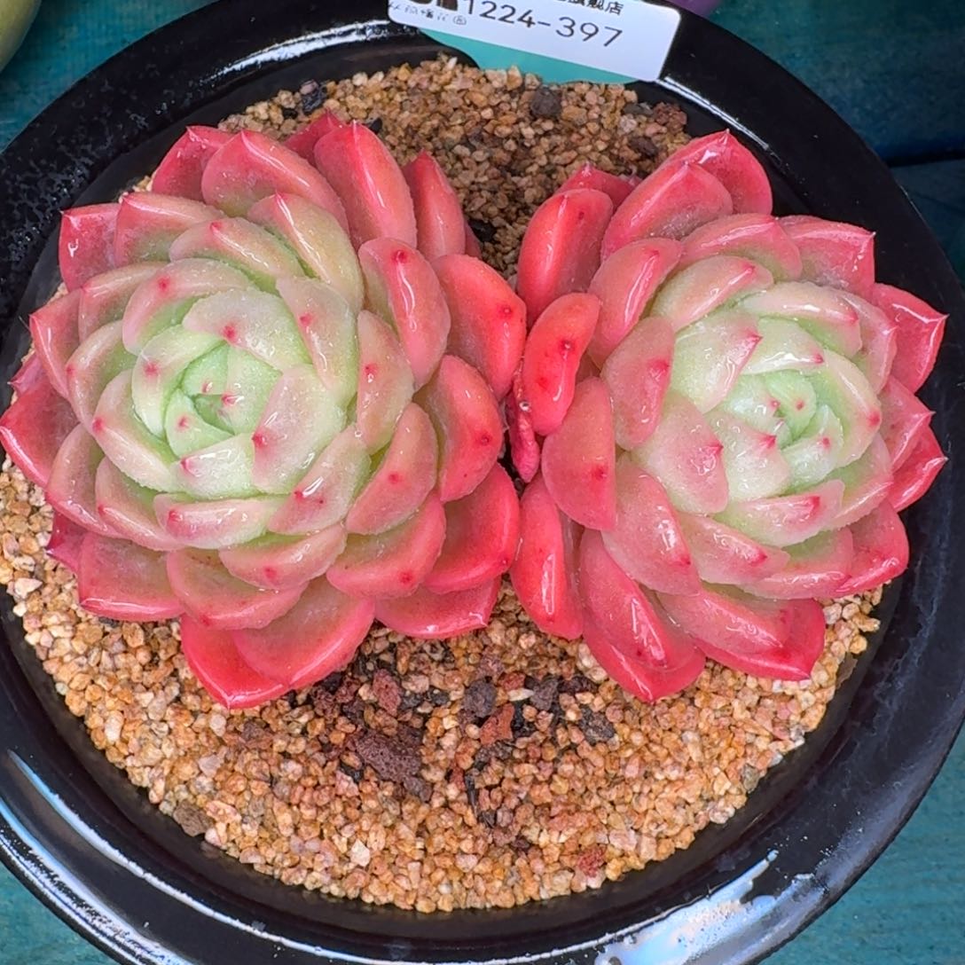 从前慢多肉精选编号1224.397