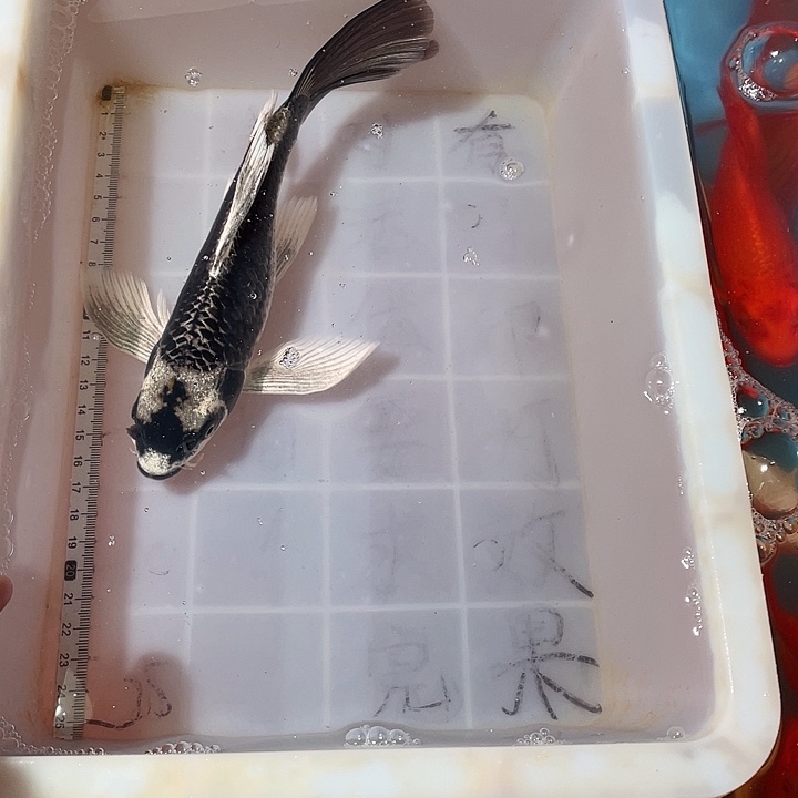 蝴蝶鲤鱼渔场直发110