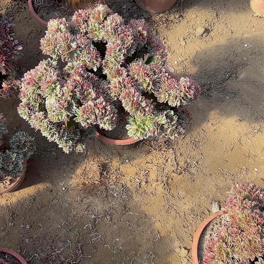 用****3女神缀化脱土发货