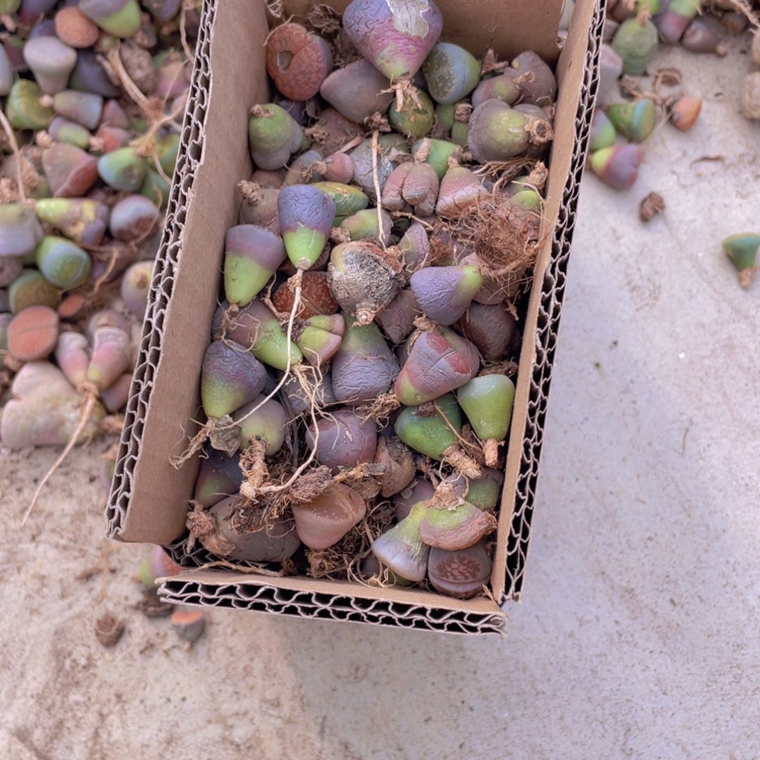 一箱脱土单头8888888998