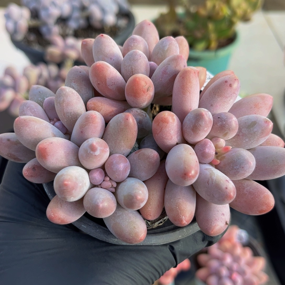 188汤圆奶酪11厘米多肉