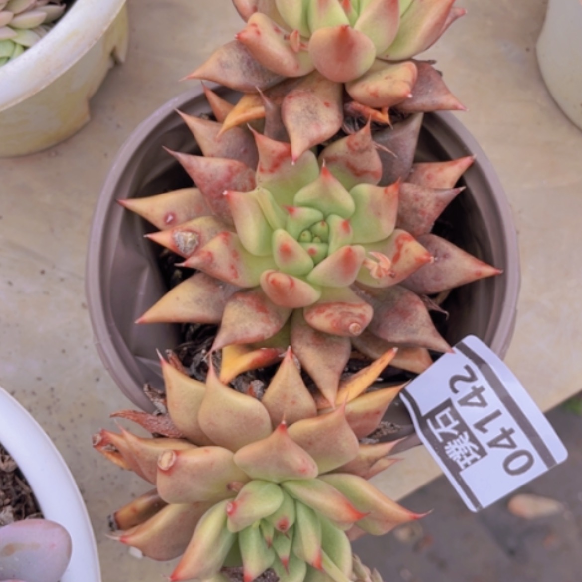 【闪购商品】红灵魂04142