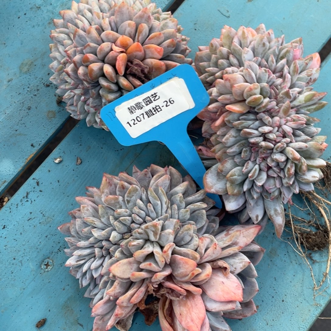 1207-26-龙头石榴籽星影缀化一颗