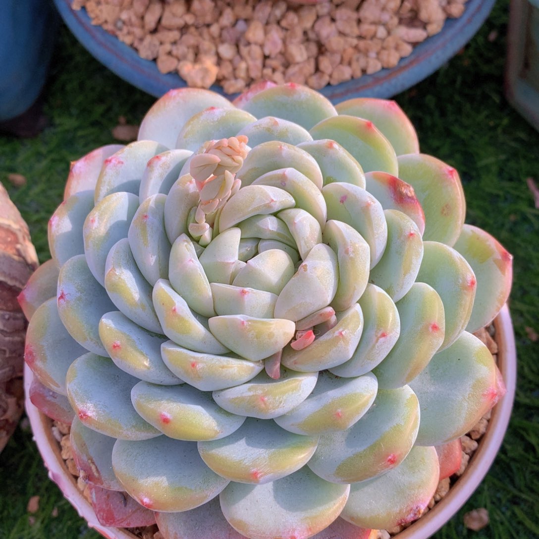 雪媚娘13 公分一物一拍