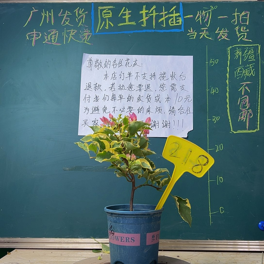 当前无花栽培后可以开花 福利 蜡染粉  218
