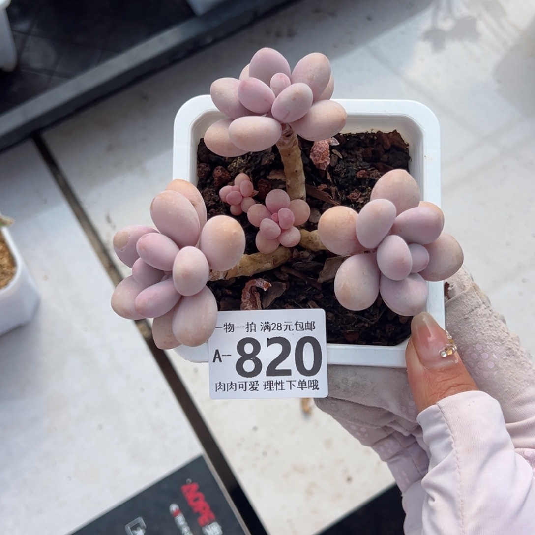 桃蛋多肉多肉多肉多肉多肉多肉多肉