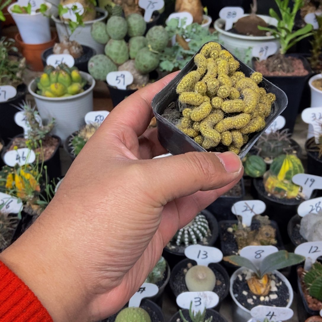 金妞缀化一物一拍