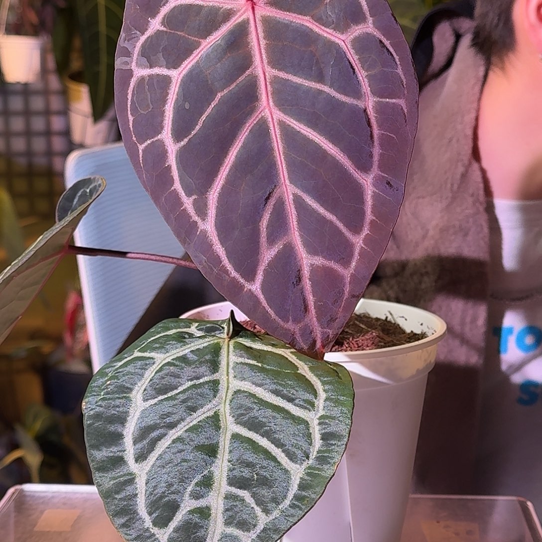 不开花植物G830zazr米歇尔杂米歇尔