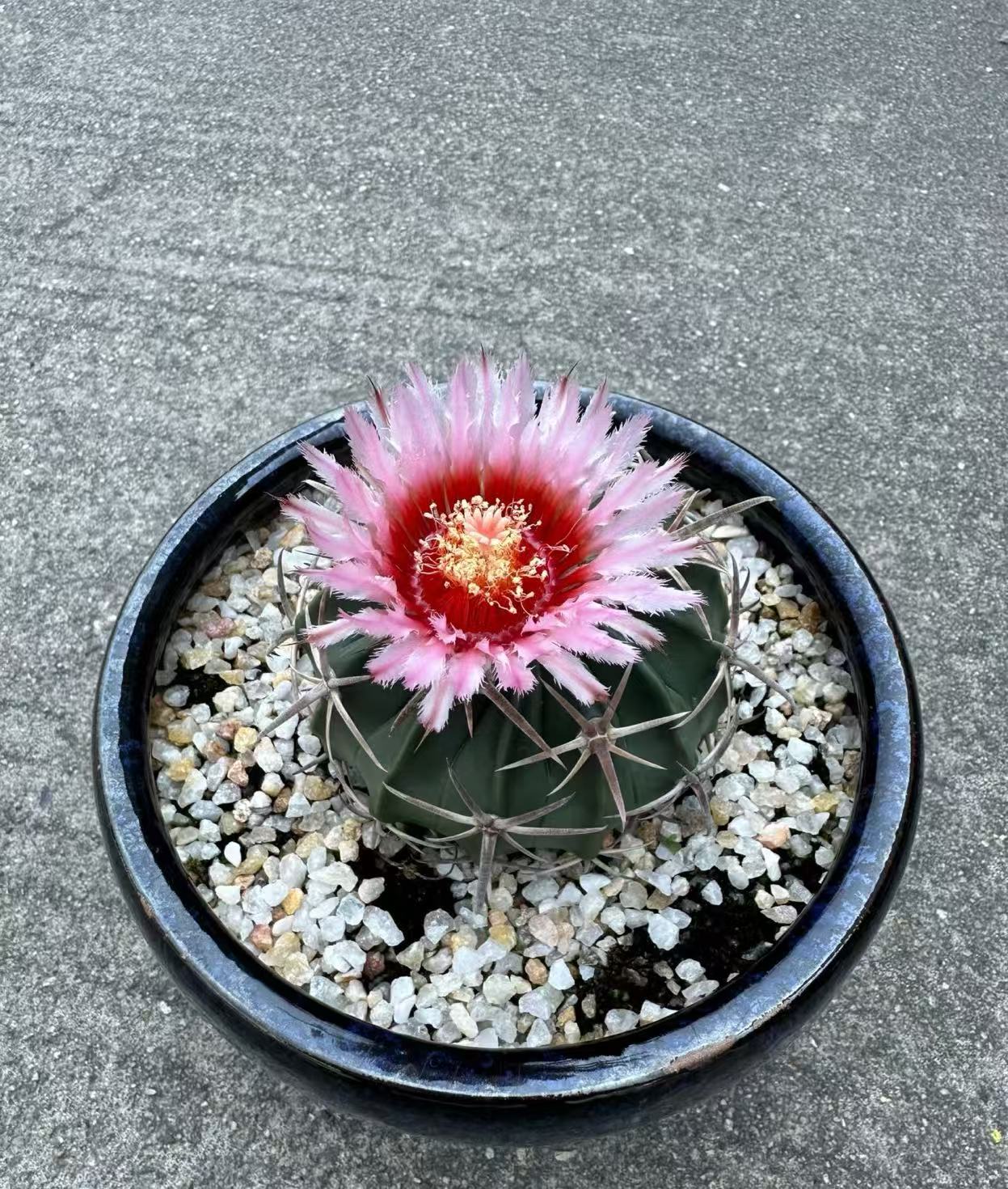 王凌波  仙人球植物漳州基地直发货 新手好养 室内外办公室绿植