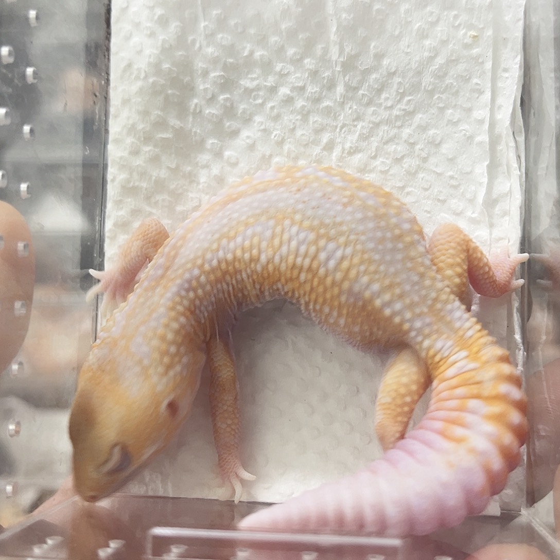 肥尾守宫奶牛红眼祖鲁隐奥利奥