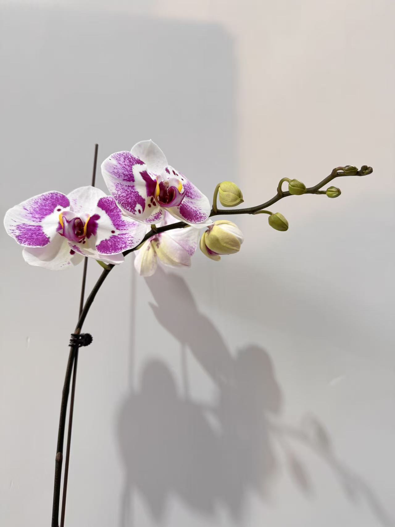 蝴蝶兰【变异俏江南3.5寸加高杯】带花带花苞开花株发货