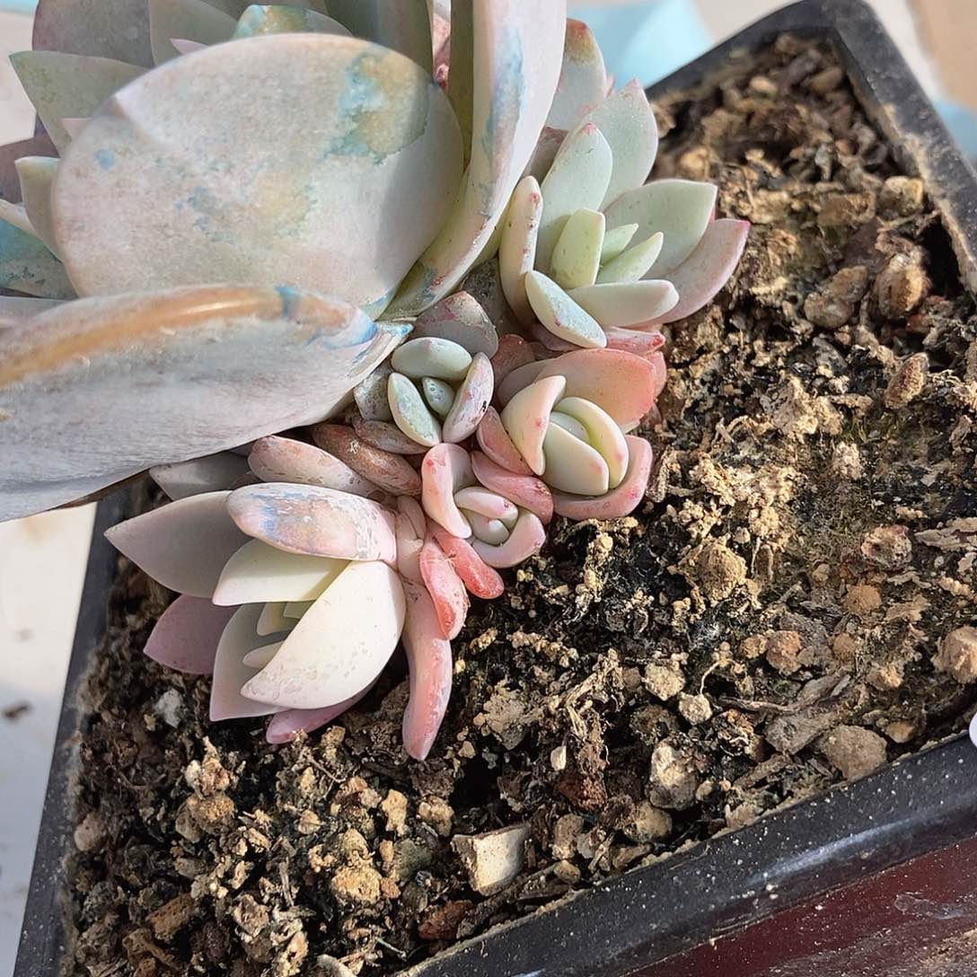 159 号一物一拍不退不换