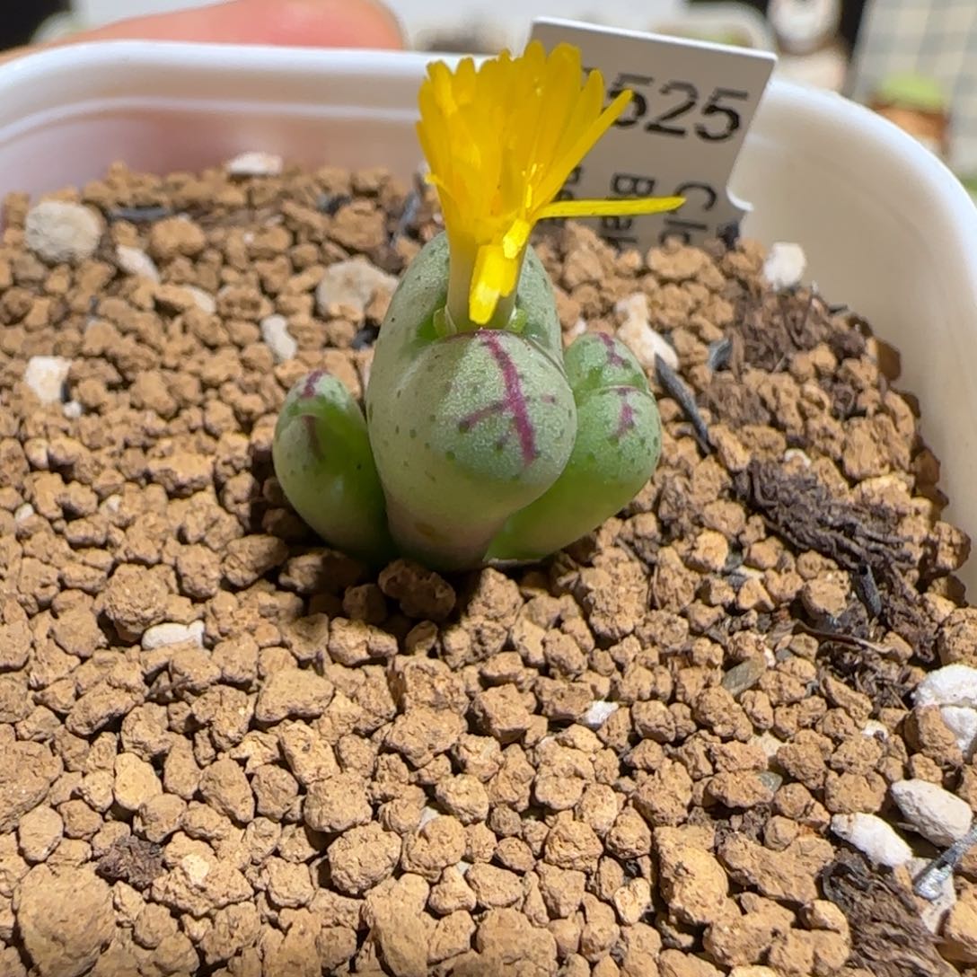 肉锥多肉植物组合-龙姬125