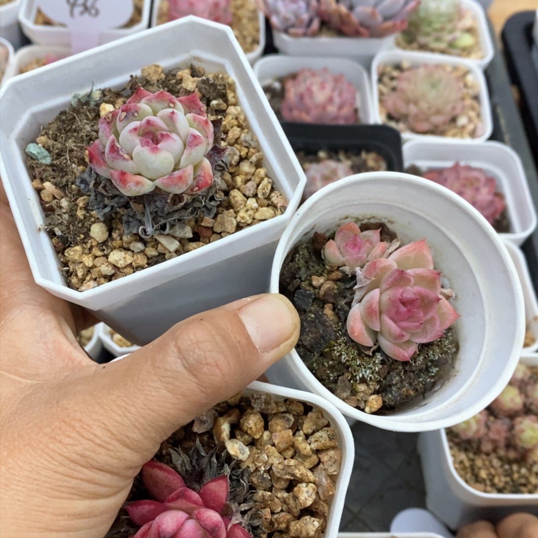 多肉植物一物一拍388