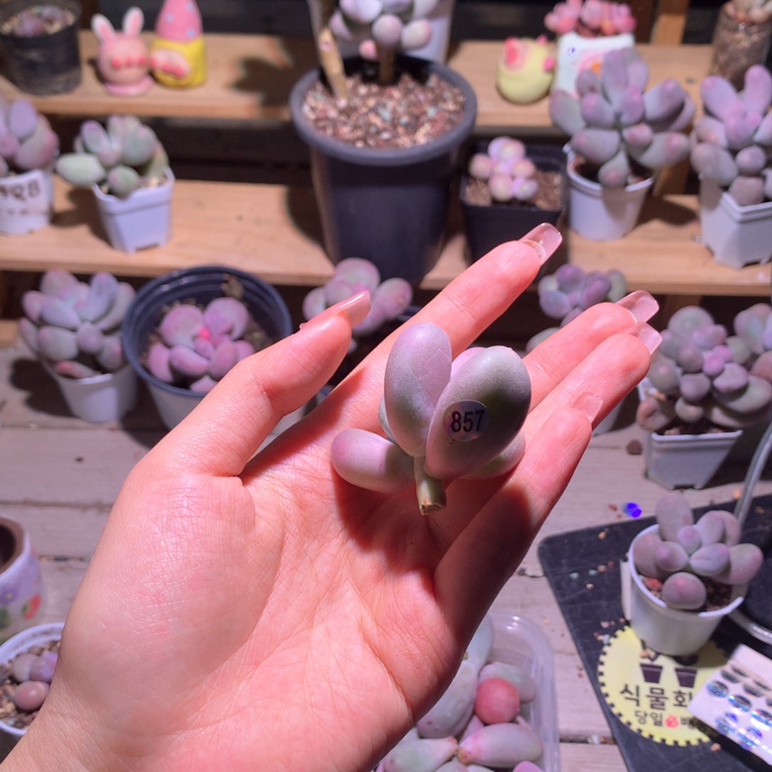 韩国米可砍头韩国母本哈哈哈哈哈