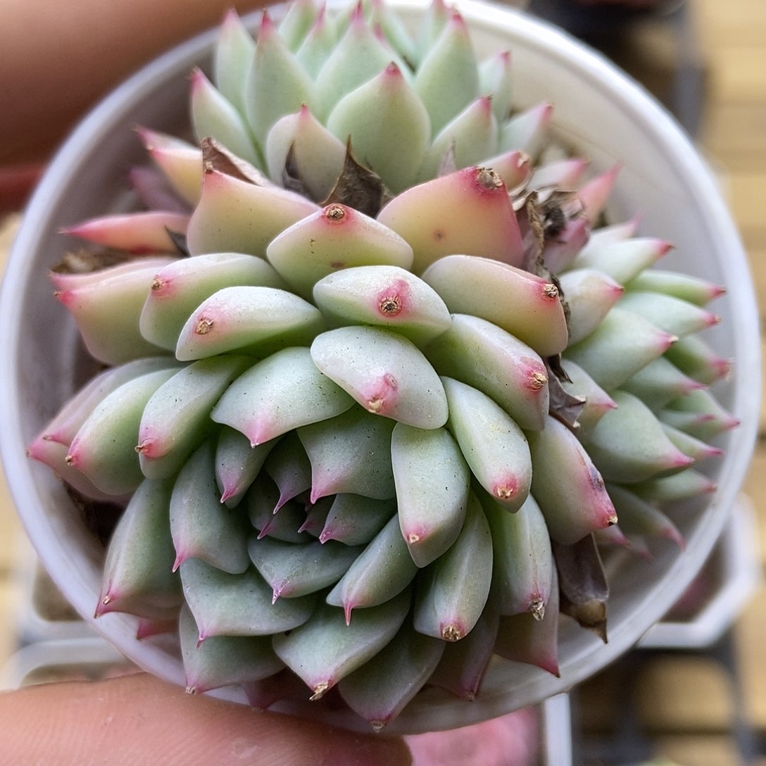 一物一拍一单包邮 110