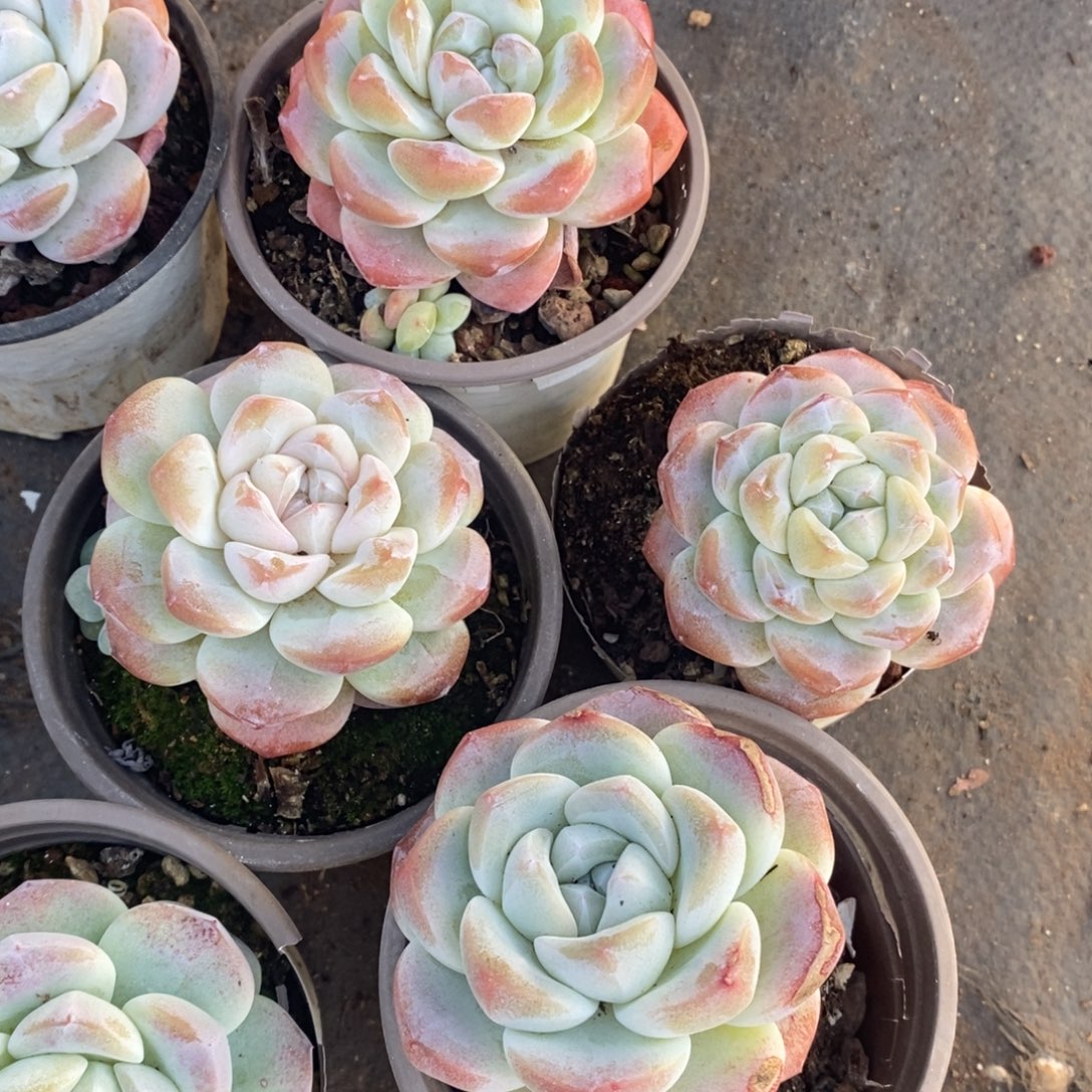 冰玉控养小老桩四盆，70杯