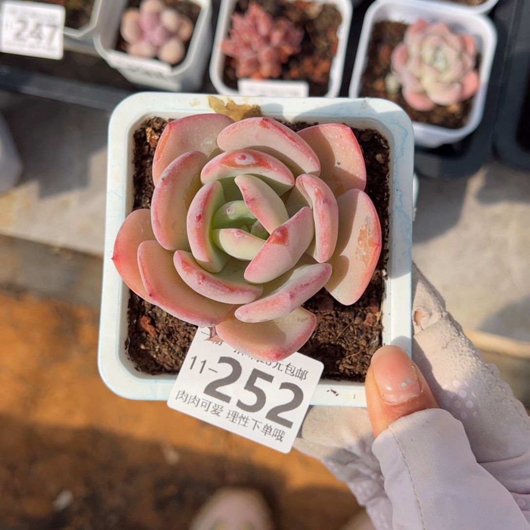 白月光多肉多肉多肉多肉