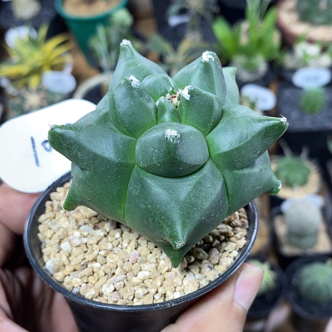 实生鸾凤玉1063号6cm