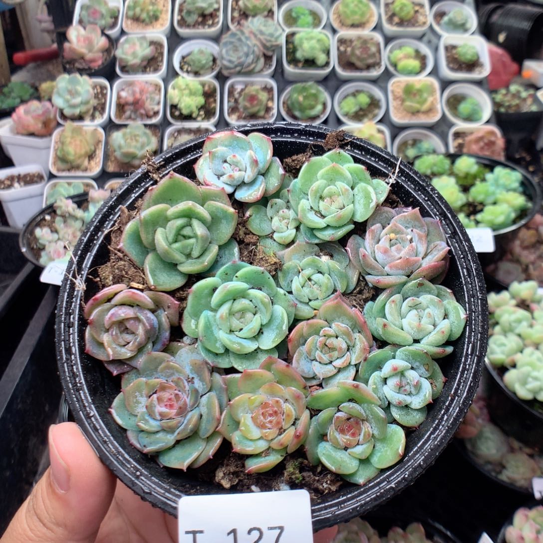 无花朵T127英语英语