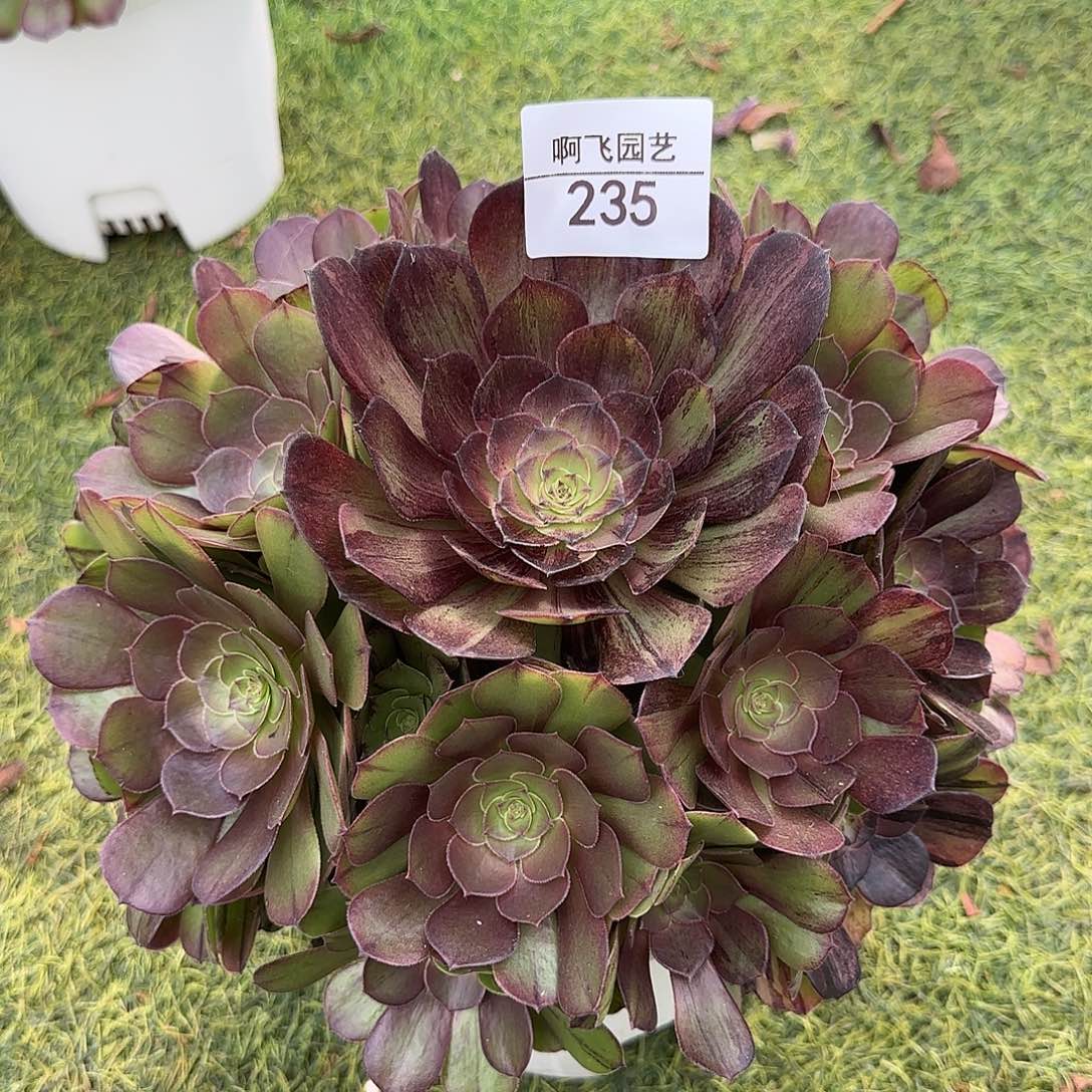 235多肉  墨染福利法师