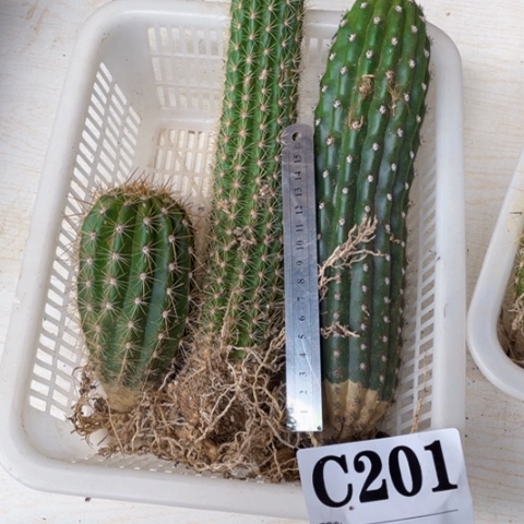 当前无花栽培后可以开花C201