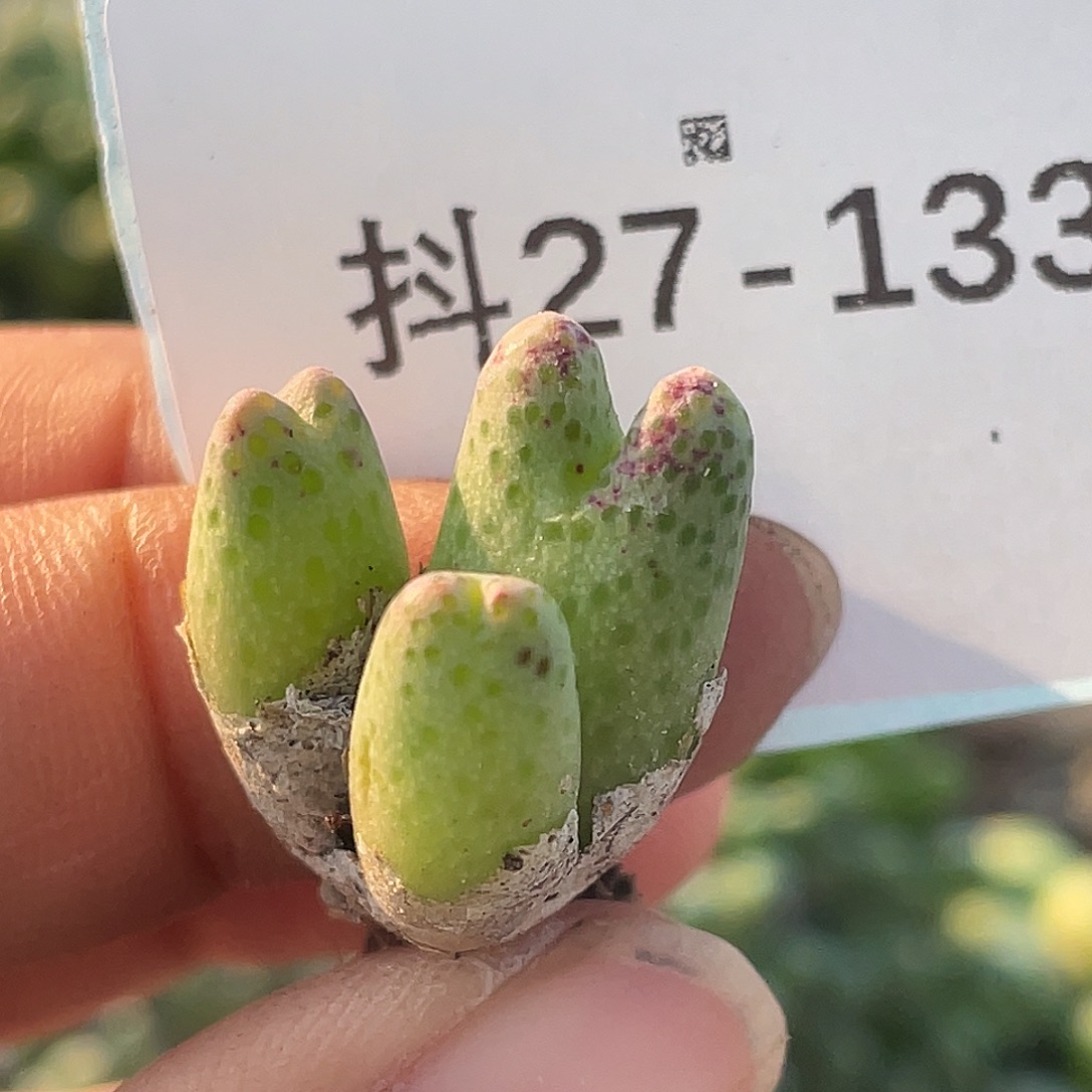 27-133草莓斑马肉锥