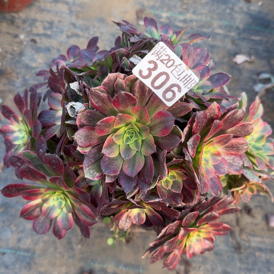 安娜306满20包邮断枝不包