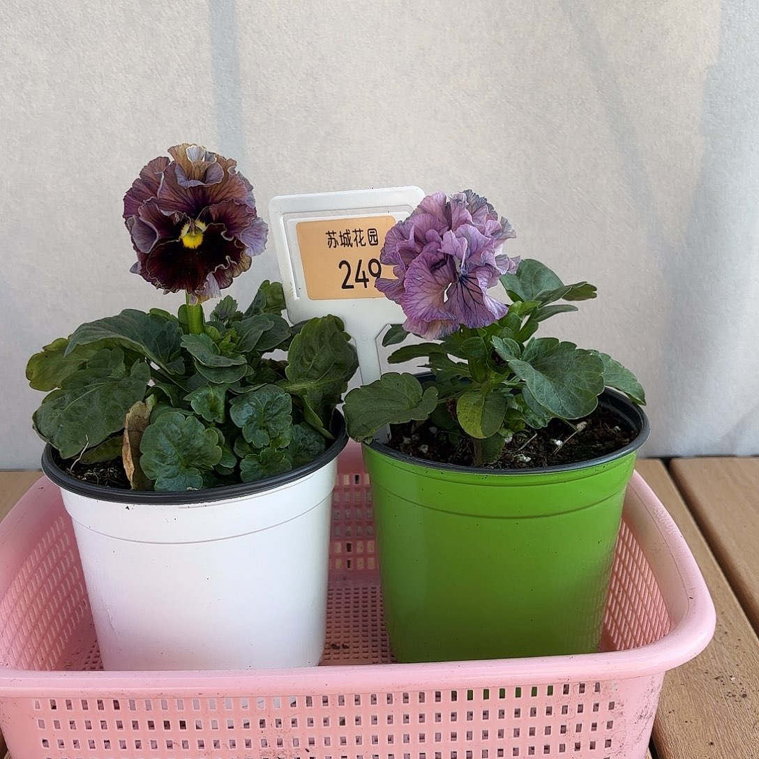 大部分开放少量花苞249