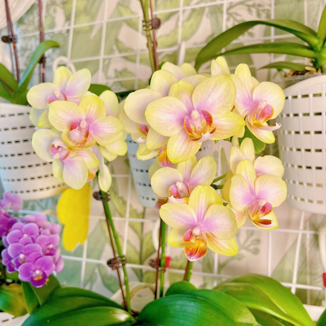 兰语甄选【祥云出梗苗】3.0寸三剑出梗苗桌面款蝴蝶兰