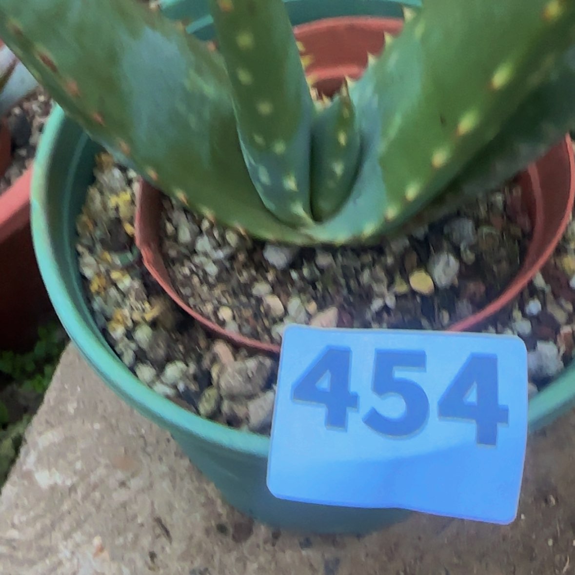 【闪购商品】梅***紫块根植物