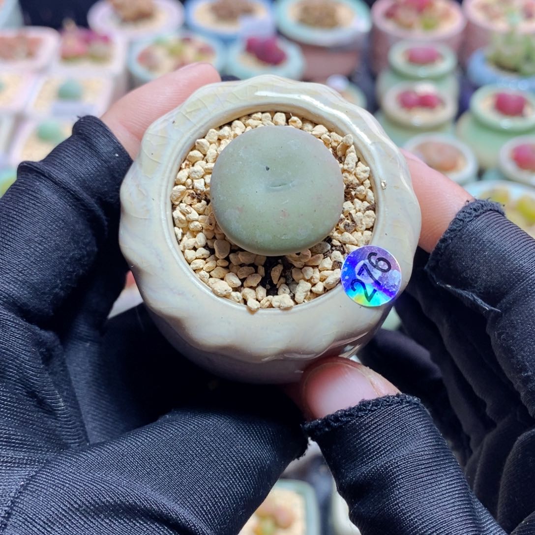 7675-一物一拍 带盆