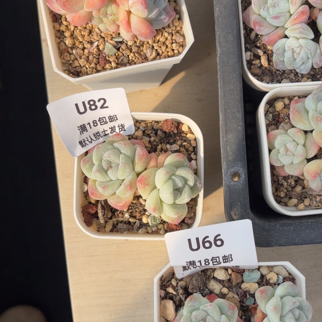 别***铁东篱下多肉植物82