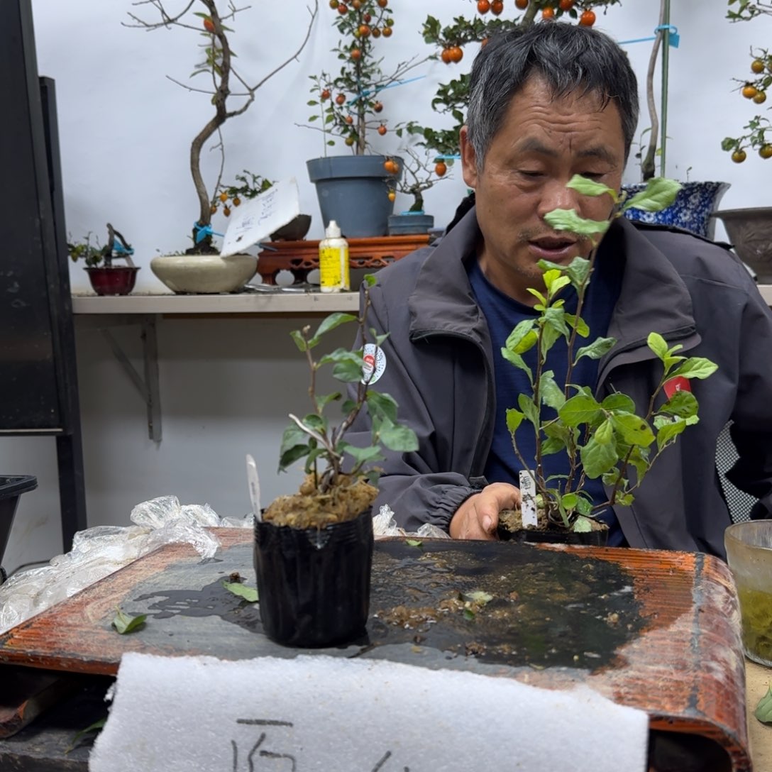 用***4无花朵741顺丰到付不包邮